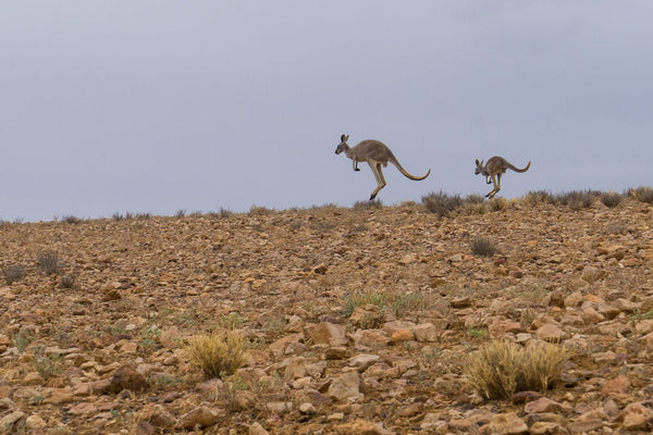 STURT NATIONAL PARK